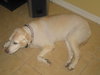 Liah the Senior Labrador