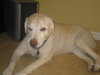 Liah the Senior Labrador