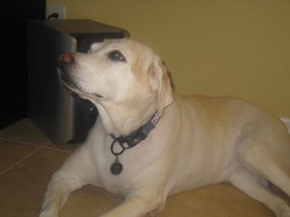Liah the Senior Labrador