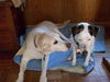 Liah the Senior Labrador