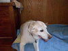 Liah the Senior Labrador