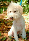 Tonka the Poodle Puppy