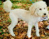 Tonka the Poodle Puppy