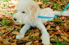 Tonka the Poodle Puppy