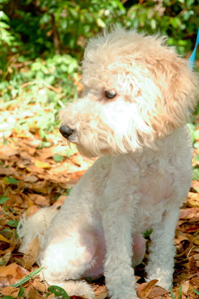 Tonka the Poodle Puppy