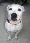Baxter the Sweet Bulldog