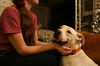 Baxter the Sweet Bulldog