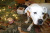Baxter the Sweet Bulldog