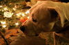 Baxter the Sweet Bulldog