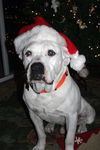 Baxter the Sweet Bulldog