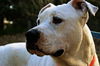 Baxter the Sweet Bulldog