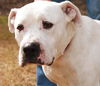 Baxter the Sweet Bulldog