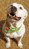 Baxter the Sweet Bulldog