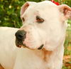 Baxter the Sweet Bulldog