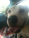 Baxter the Sweet Bulldog