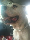 Baxter the Sweet Bulldog