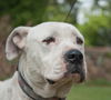 Baxter the Sweet Bulldog