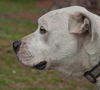 Baxter the Sweet Bulldog