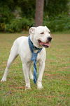 Baxter the Sweet Bulldog