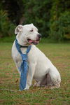 Baxter the Sweet Bulldog
