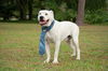 Baxter the Sweet Bulldog