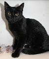Pye the adorable boy