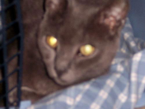 Gomez