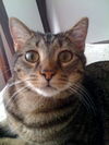 Ziggy the Tiger