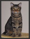 Ziggy the Tiger