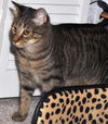 Ziggy the Tiger