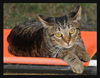 Ziggy the Tiger