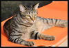 Ziggy the Tiger