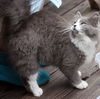 Sarge the Kitten