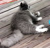 Sarge the Kitten