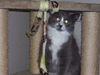Sarge the Kitten