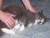 Sarge the Kitten