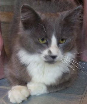 Sarge the Kitten