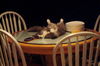 Sarge the Kitten