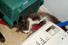 Sarge the Kitten