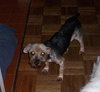Ajax the Skye Terrier