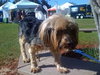 Ajax the Skye Terrier