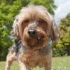 Ajax the Skye Terrier