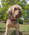 Ajax the Skye Terrier