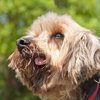 Ajax the Skye Terrier