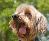 Ajax the Skye Terrier