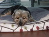 Ajax the Skye Terrier