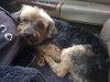 Ajax the Skye Terrier