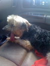 Ajax the Skye Terrier