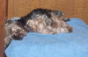 Ajax the Skye Terrier