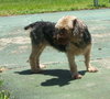 Ajax the Skye Terrier
